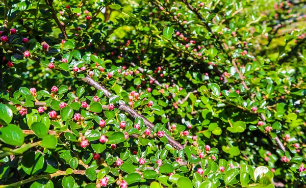 Pequeños Capullos Flores Rosadas Arbusto Horizontalis Cotoneaster Jardín Primavera —  Fotos de Stock