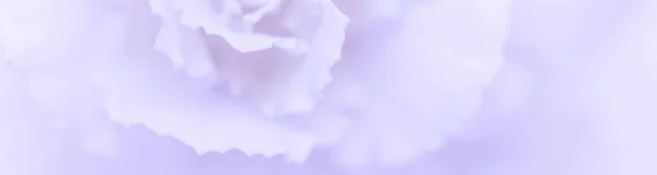 复古艺术 复古卡片和植物学概念 摘要花卉背景 淡紫色康乃馨花 度假品牌设计的宏观花卉背景 — 图库照片