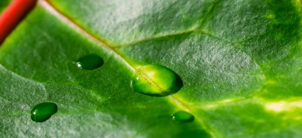 Abstract Green Background Macro Croton Plant Leaf Water Drops Natural — Stock Photo, Image