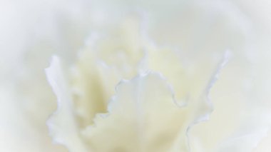 Retro sanat, klasik kart ve botanik konsepti soyut çiçek arkaplanı, beyaz karanfil çiçeği. Tatil markası tasarımı için Macro çiçek arkaplanı