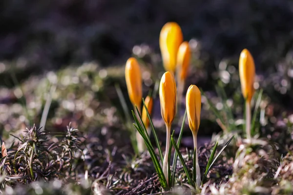 Los Primeros Azafrán Amarillos Jardín Primavera Concepto Botánico — Foto de Stock