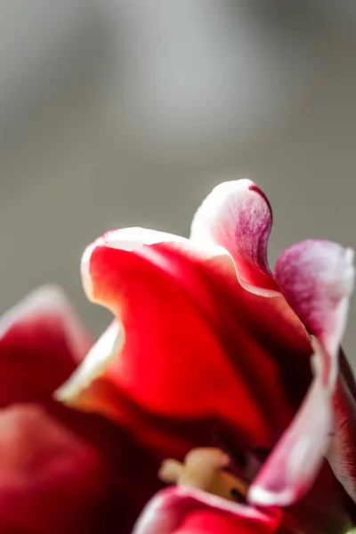 Abstract Floral Background Red Tulip Flower Petals Macro Flowers Backdrop — Stock Photo, Image