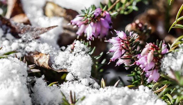 开花结果的粉色紫罗兰花 冬季草甸 和早春花园的雪 植物背景 植物学概念 — 图库照片