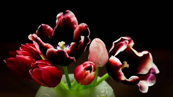 Букет Червоних Тюльпанів Вазі Ізольований Темному Тлі Ідеально Підходить Фону — стокове фото