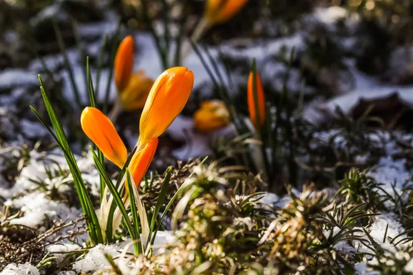 The first yellow crocuses from under the snow in the garden on a sunny day. Botanical concept