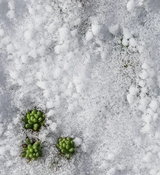 Tekst Fersk Snø Grønne Planter Naturlig Vinter Vårbakgrunn – stockfoto