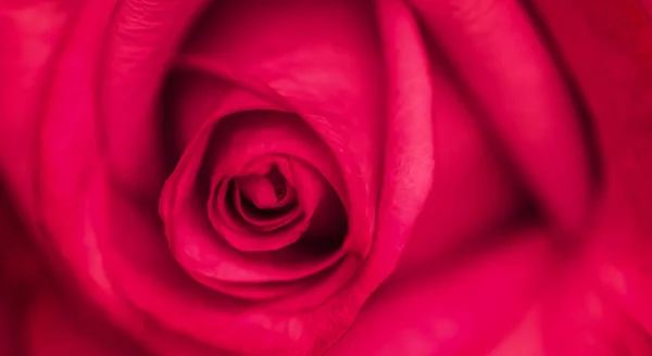 植物学概念 婚宴请柬 软焦点 抽象花卉背景 红玫瑰花 度假品牌设计的宏观花卉背景 — 图库照片