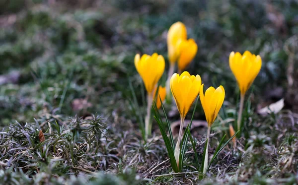 First Yellow Crocuses Spring Garden Botanical Concept — Stock Photo, Image