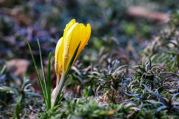 Los Primeros Azafranes Amarillos Con Gotas Lluvia Jardín Primavera Concepto — Foto de Stock