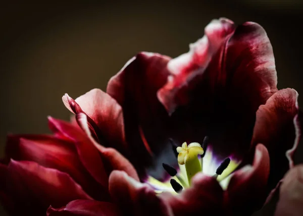 Røde Tulipaner Vase Mørk Baggrund Perfekt Til Lykønskningskort Baggrund - Stock-foto