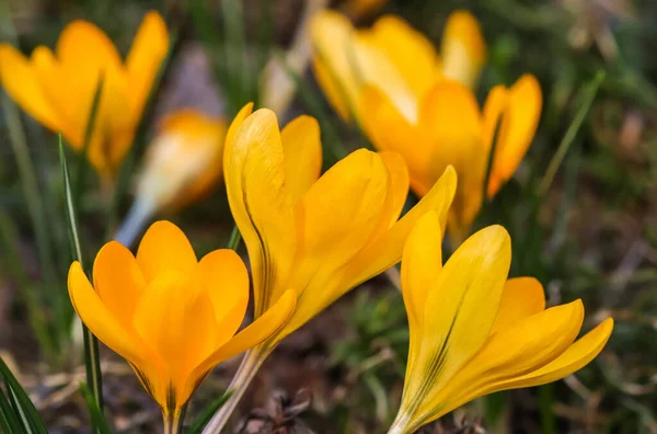 Приближается Весна Первые Жёлтые Крокусы Моём Саду — стоковое фото