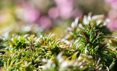 Bahçeye yayılmış uzun sapların yeşil arka planı, yapraklar ve sürünen Phlox çiçeklerinin tomurcukları. Doğa geçmişi, botanik kavramı