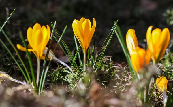 Los Primeros Azafrán Amarillos Jardín Primavera Concepto Botánico — Foto de Stock