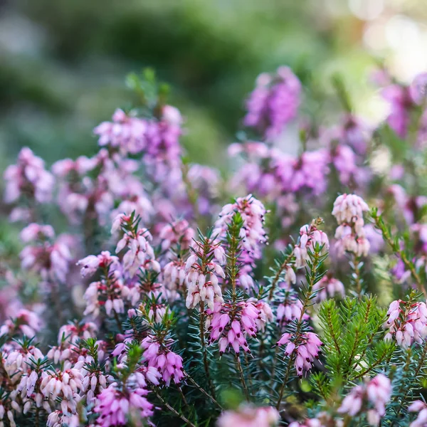 Pink Erica Carnea Flowers Winter Heath Garden Early Spring Floral — Stock Photo, Image