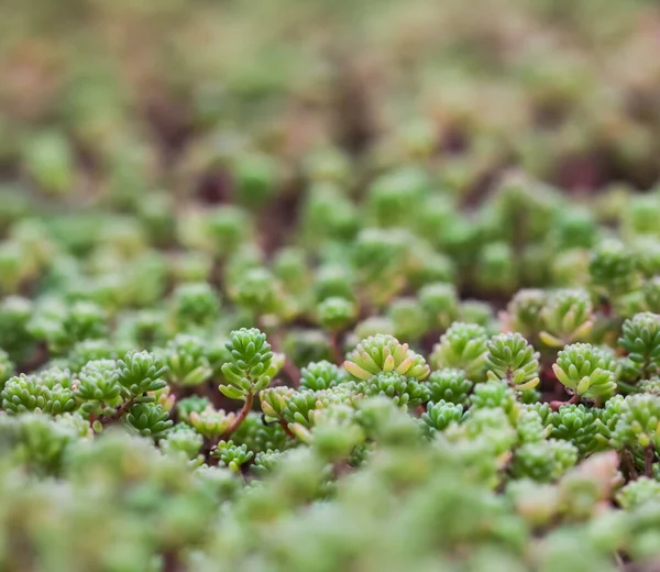 Green Background Small Sedum Succulents Garden Nature Backdrop Botanical Concept — Stock Photo, Image