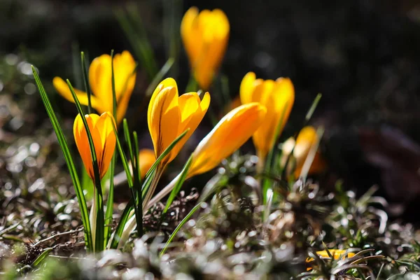 První Žluté Krokusy Jarní Zahradě Botanický Koncept — Stock fotografie