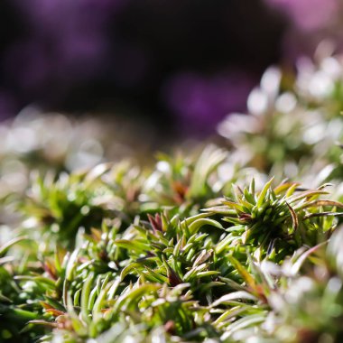 Bahçeye yayılmış uzun sapların yeşil arka planı, yapraklar ve sürünen Phlox çiçeklerinin tomurcukları. Doğa geçmişi, botanik kavramı