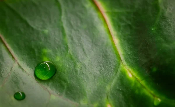 Sfondo Verde Astratto Macro Croton Foglia Vegetale Con Gocce Acqua — Foto Stock