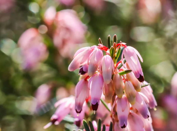 Рожеві Квіти Рожевої Еріки Зимовий Хіт Саду Початку Весни Квітковий — стокове фото
