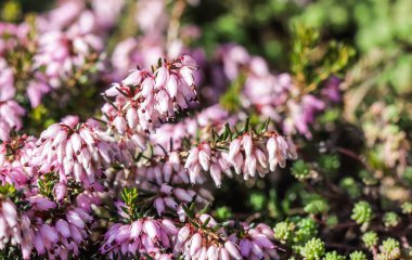 Baharın başında bahçede pembe Erica Carnea çiçekleri (kış fundalığı). Çiçek geçmişi, botanik kavramı