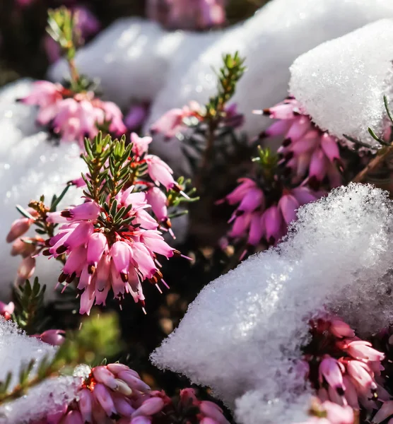 开花结果的粉色紫罗兰花 冬季草甸 和早春花园的雪 植物背景 植物学概念 — 图库照片