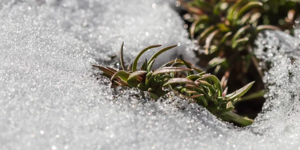 Texture Neve Fresca Con Piante Verdi Sfondo Naturale Invernale Primaverile — Foto Stock