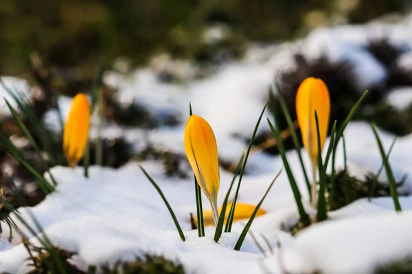 Die Ersten Gelben Krokusse Unter Dem Schnee Garten Einem Sonnigen — Stockfoto