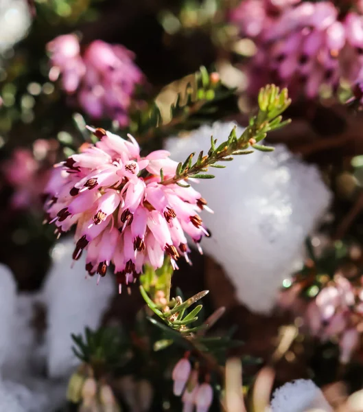 早春に 庭にピンク色のエリカ カーネアの花 冬の健康 と雪を咲かせます 花の背景 植物の概念 — ストック写真