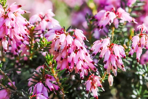 Rosa Erica Carnea Flores Brezo Invierno Jardín Principios Primavera Fondo — Foto de Stock