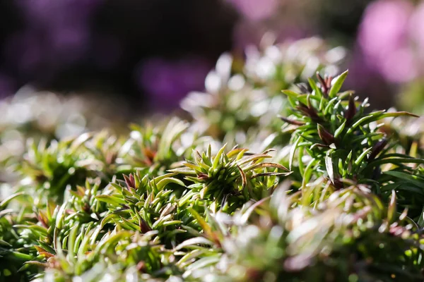 정원에 꽃봉오리의 배경이다 자연의 식물학적 — 스톡 사진