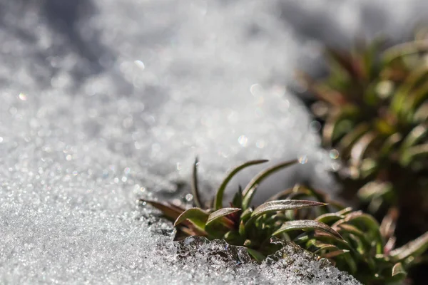 Υφή Φρέσκου Χιονιού Πράσινα Φυτά Φυσικό Χειμώνα Και Άνοιξη Φόντο — Φωτογραφία Αρχείου