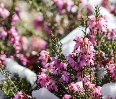 Çiçek açan pembe Erica Carnea çiçekleri (Winter Heath) ve baharın başlarında bahçede kar. Çiçek geçmişi, botanik kavramı