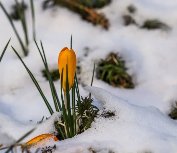 The first yellow crocuses from under the snow in the garden on a sunny day. Botanical concept