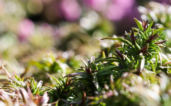 정원에 꽃봉오리의 배경이다 자연의 식물학적 — 스톡 사진
