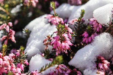Çiçek açan pembe Erica Carnea çiçekleri (Winter Heath) ve baharın başlarında bahçede kar. Çiçek geçmişi, botanik kavramı