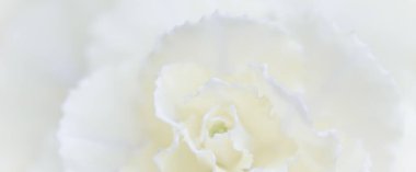 Retro sanat, klasik kart ve botanik konsepti soyut çiçek arkaplanı, beyaz karanfil çiçeği. Tatil markası tasarımı için Macro çiçek arkaplanı