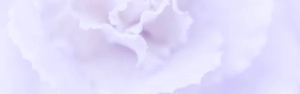 レトロアート ヴィンテージカード 植物のコンセプト 抽象的な花の背景 淡い紫色のカーネーションの花 休日のブランドデザインのためのマクロ花の背景 — ストック写真