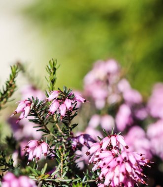 Baharın başında bahçede pembe Erica Carnea çiçekleri (kış fundalığı). Çiçek geçmişi, botanik kavramı