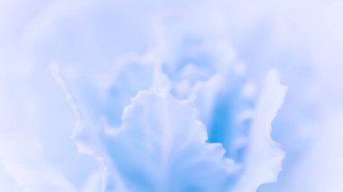 Retro sanat, klasik kart ve botanik konsepti soyut çiçek arkaplanı, soluk mavi karanfil çiçeği. Tatil markası tasarımı için Macro çiçek arkaplanı