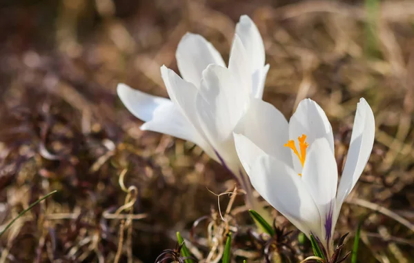 Абстрактный Цветочный Фон Белые Крокус Цветы Макроцветы Дизайна Праздничных Брендов — стоковое фото