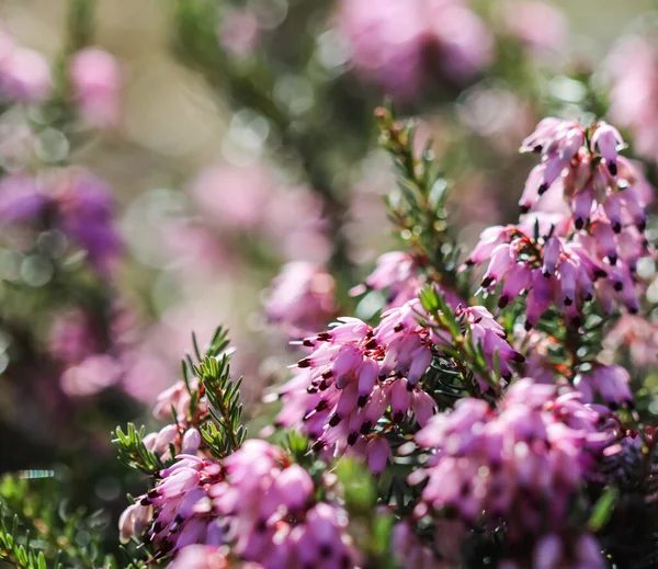 Rosa Erica Carnea Flores Brezo Invierno Jardín Principios Primavera Fondo — Foto de Stock