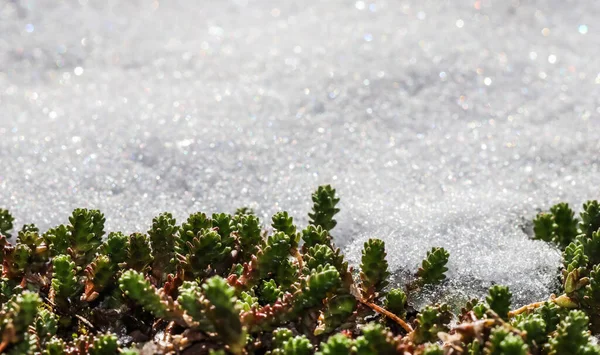 Textur Aus Neuschnee Mit Grünen Pflanzen Natürlicher Winter Und Frühling — Stockfoto