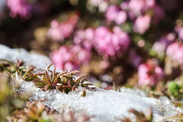 在春天的花园里 雪下生长的植物 背景模糊 粉红的花朵丛生 — 图库照片