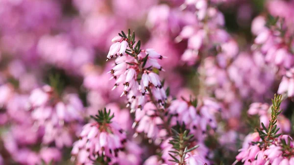 Rosa Erica Carnea Flores Brezo Invierno Jardín Principios Primavera Fondo — Foto de Stock