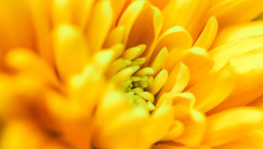 Retro sanat, klasik kart ve botanik konsept - soyut çiçek arkaplanı, sarı kasımpatı çiçeği. Tatil markası tasarımı için Macro çiçek arkaplanı