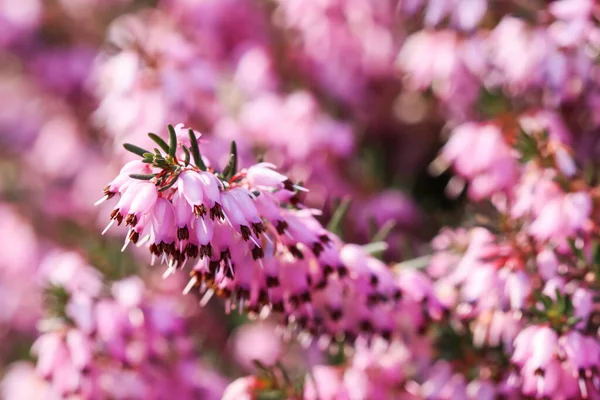 Rosa Erica Carnea Flores Brezo Invierno Jardín Principios Primavera Fondo — Foto de Stock