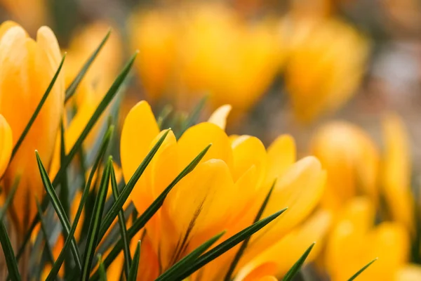 Absztrakt Virágos Háttér Sárga Crocus Virágok Makró Virágok Háttér Nyaralás — Stock Fotó
