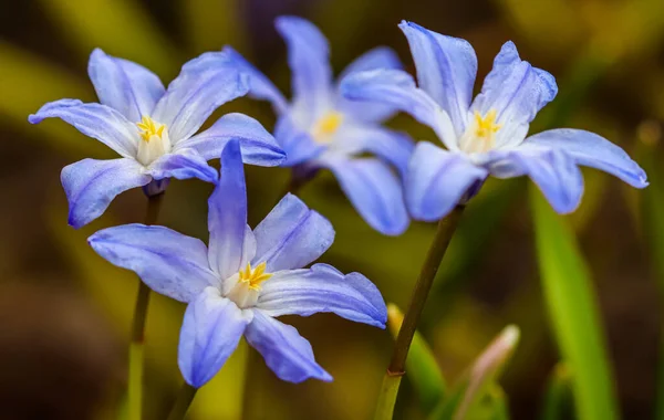Virágzó Gyönyörű Kék Virágok Chionodoxa Tavaszi Kertben — Stock Fotó