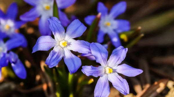 Blütezeit Der Schönen Blauen Blüten Chionodoxa Frühlingsgarten — Stockfoto