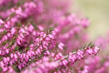 Baharın başında bahçede pembe Erica Carnea çiçekleri (kış fundalığı). Çiçek geçmişi, botanik kavramı